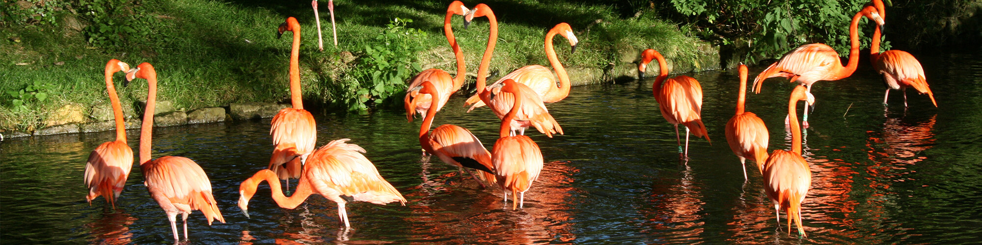 Flamingo Prtfolio